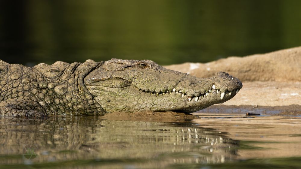 Photograph by Mahesh Kumar V Kolekar