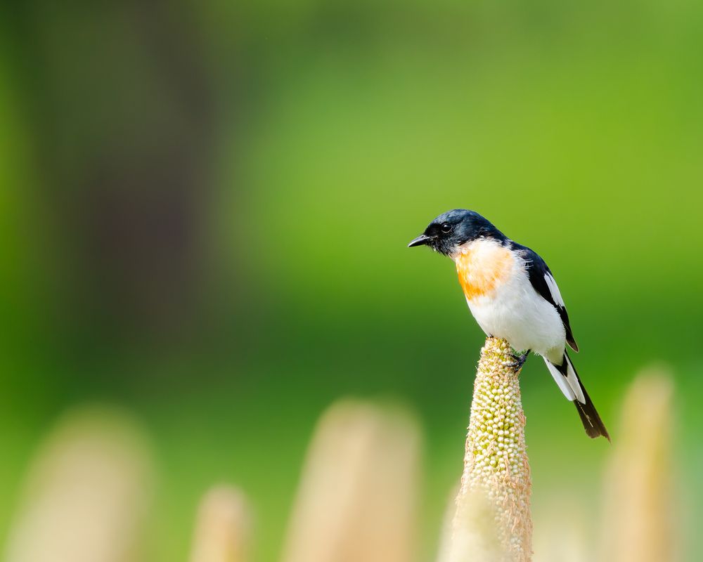 Minivet