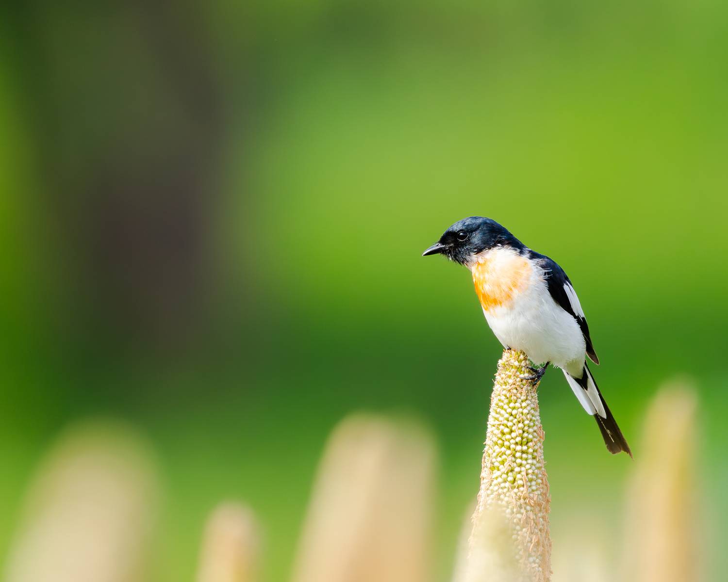 Minivet