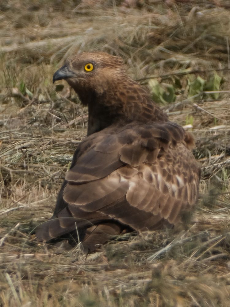 Photograph by Ирина Дегтярева