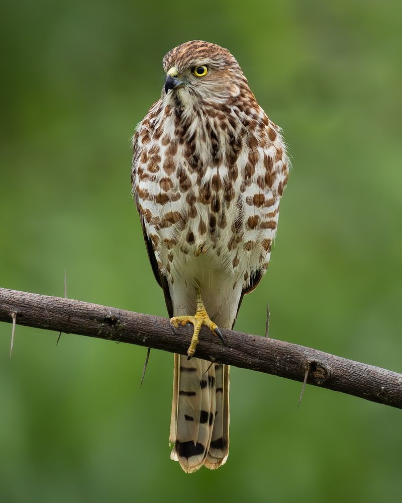 Photograph by Mahesh Kumar V Kolekar