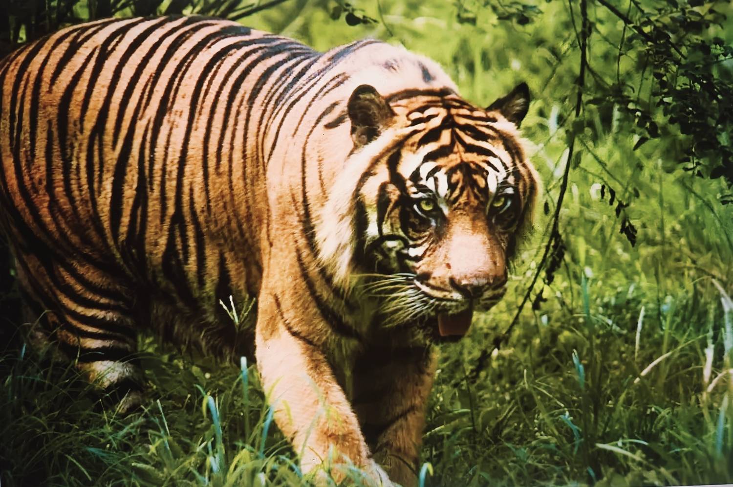 Wild Life