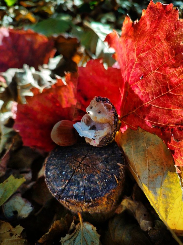 Фотография автора JELENA VASIC