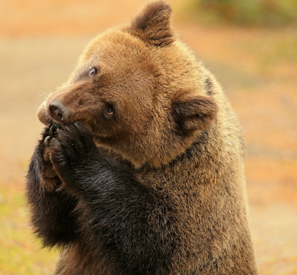 Фотография автора Юрий Кетель