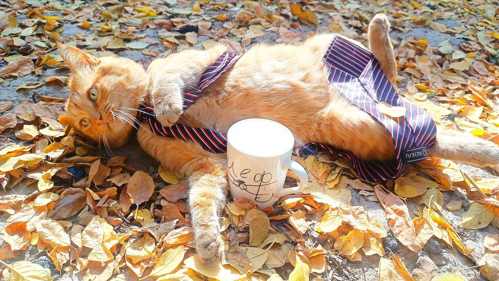 У шефа выходной!