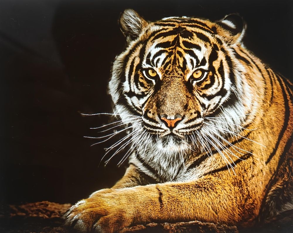 Photograph by Sourajit Das