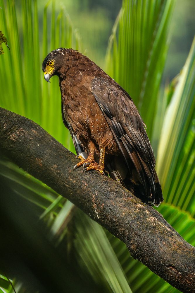 Photograph by Shalini Jain