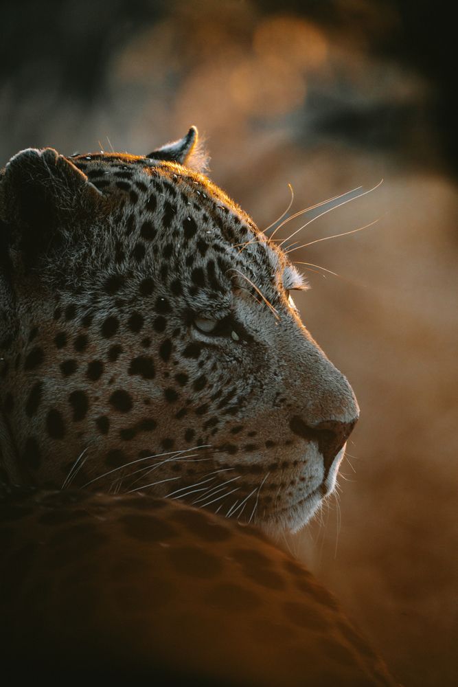 Леопард, рассвет.