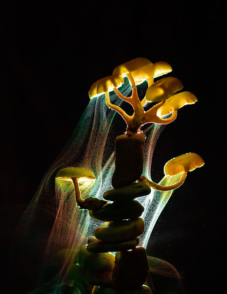 Фотография автора Pranab Kumar das