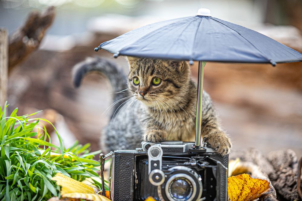 Фотография автора Лупина Михаил