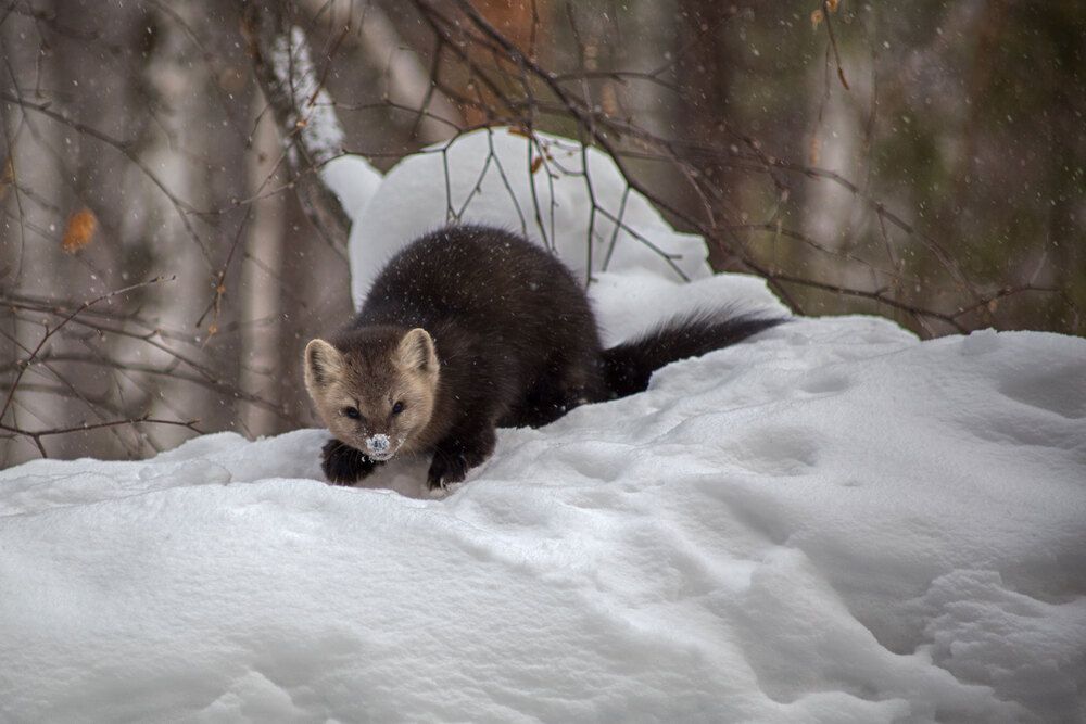 Фотография автора Гарус Виктория