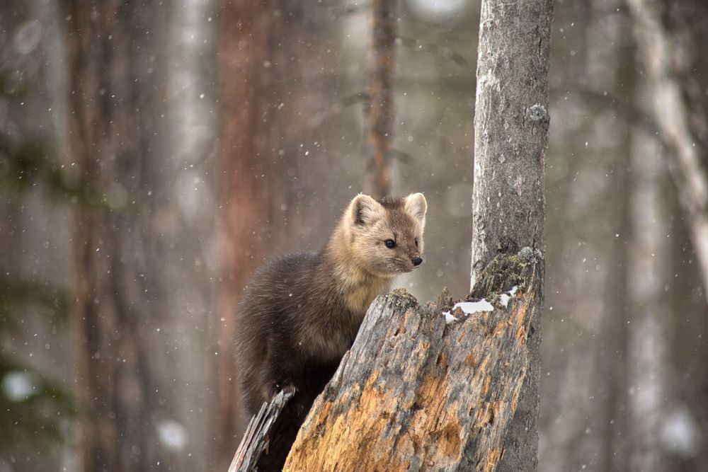 Photograph by Гарус Виктория