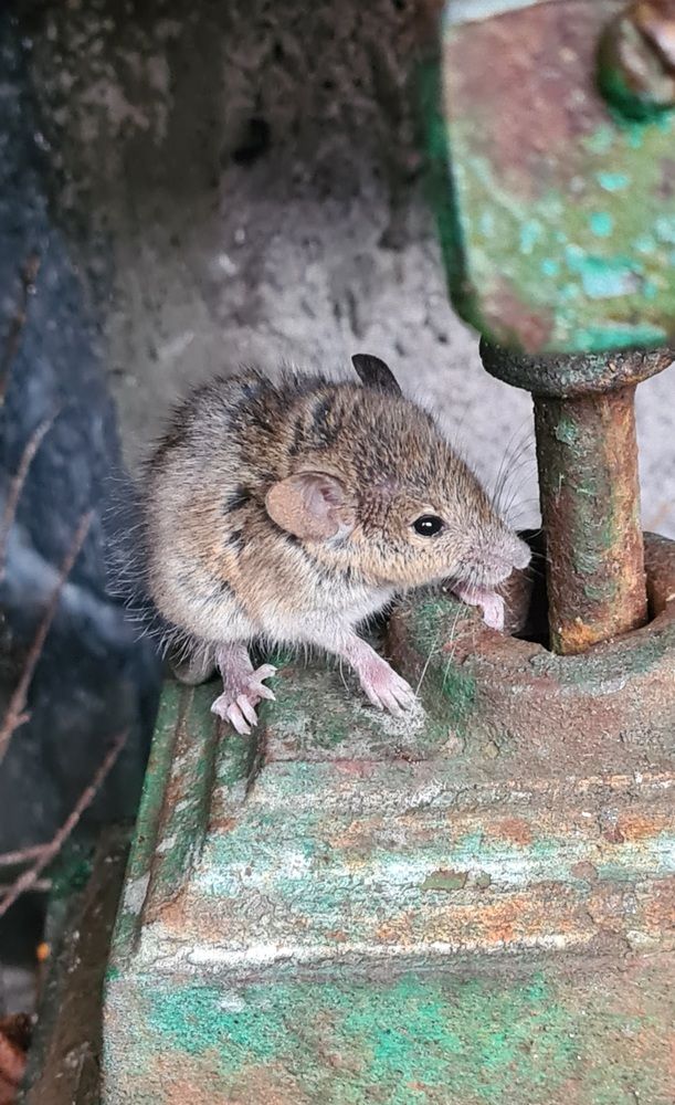 The thiny mouse