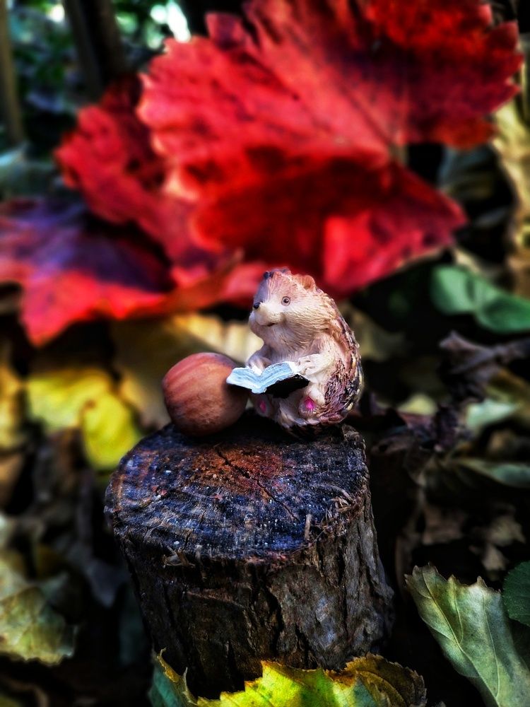 Фотография автора JELENA VASIC