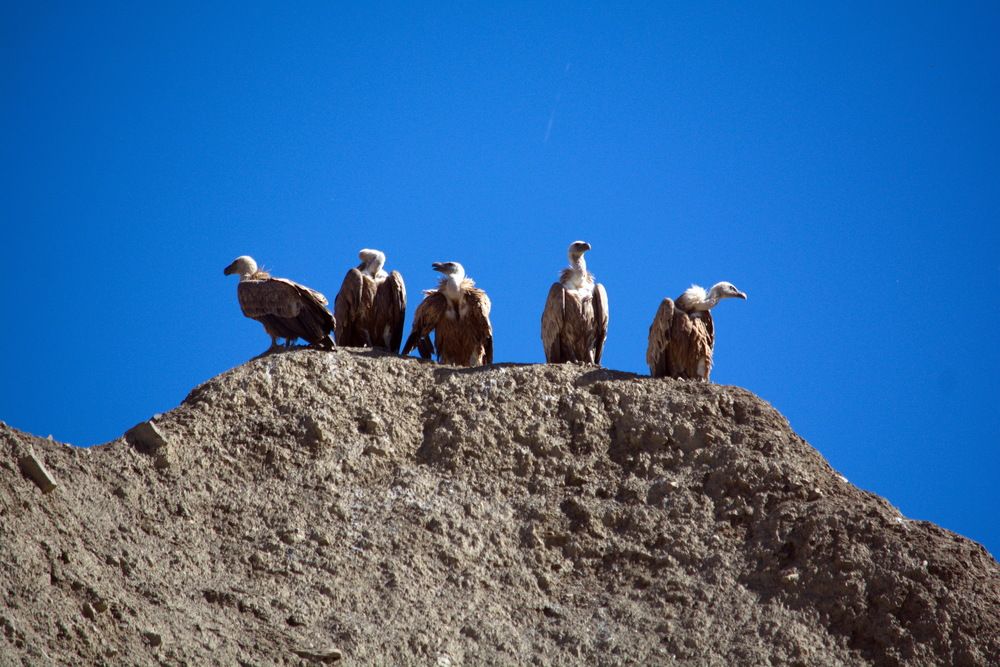 Владельцы пустоты