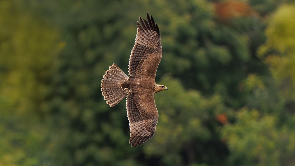 A Bonelli\'s Eagle in the hunt - chasing a cuckoo!