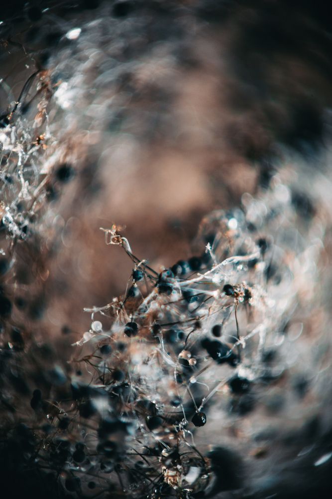 Photograph by Алексей Чеботарев