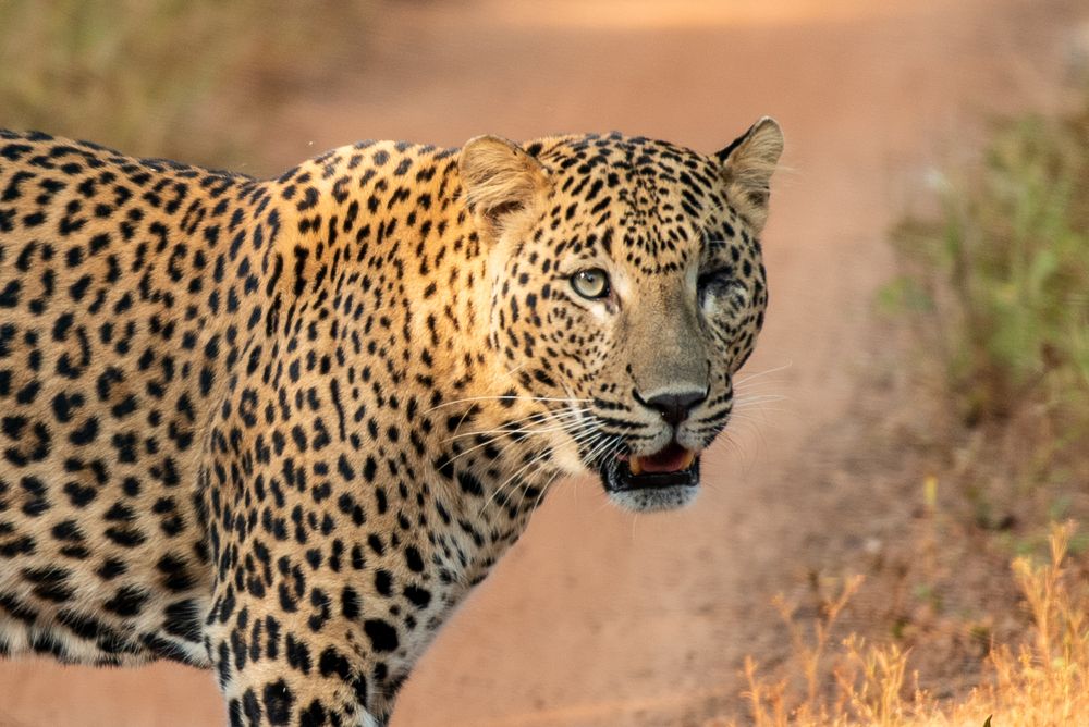 You don’t need both eyes to keep your focus.