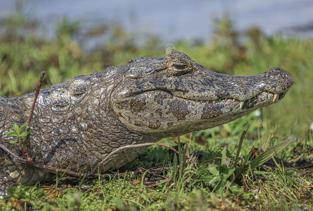 Фотография автора Marina Martorelli