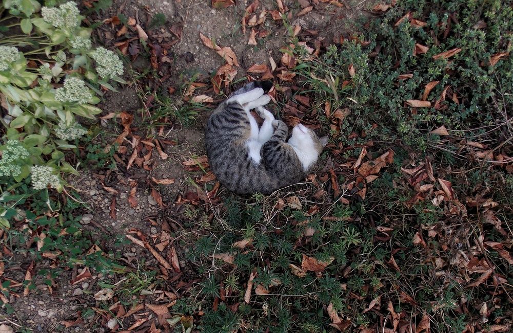 Photograph by Dragoslav Macanović