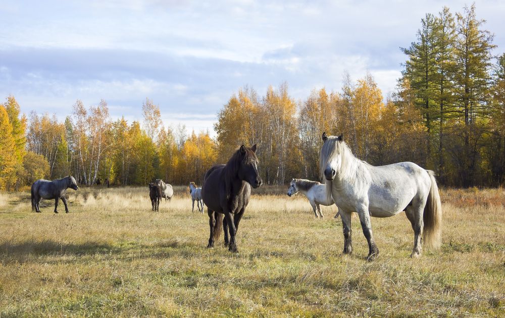 Осенью у леса.
