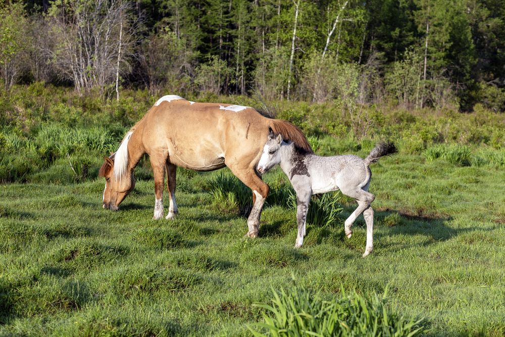 Кобыла с жеребенком .