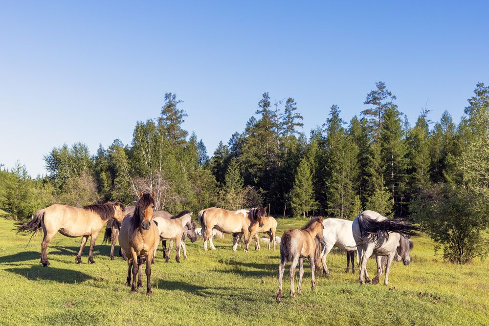Летним днем
