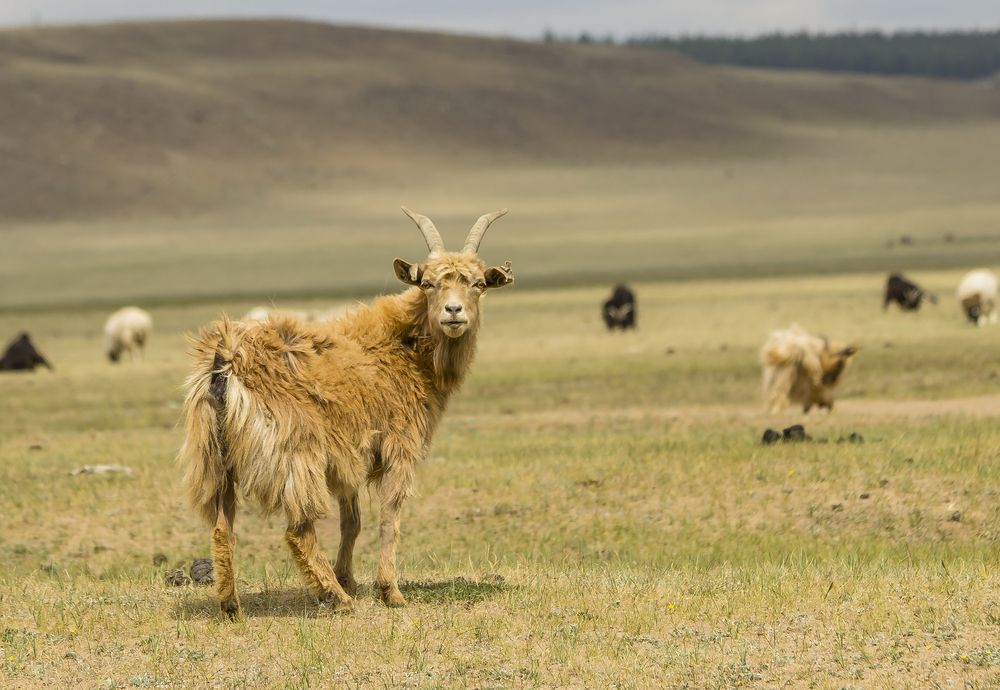 Photograph by Koledova Irina