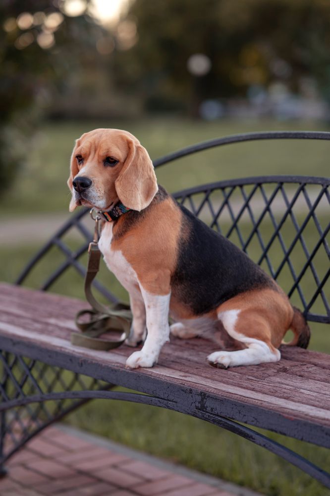 Фотография автора Ольга Степанова