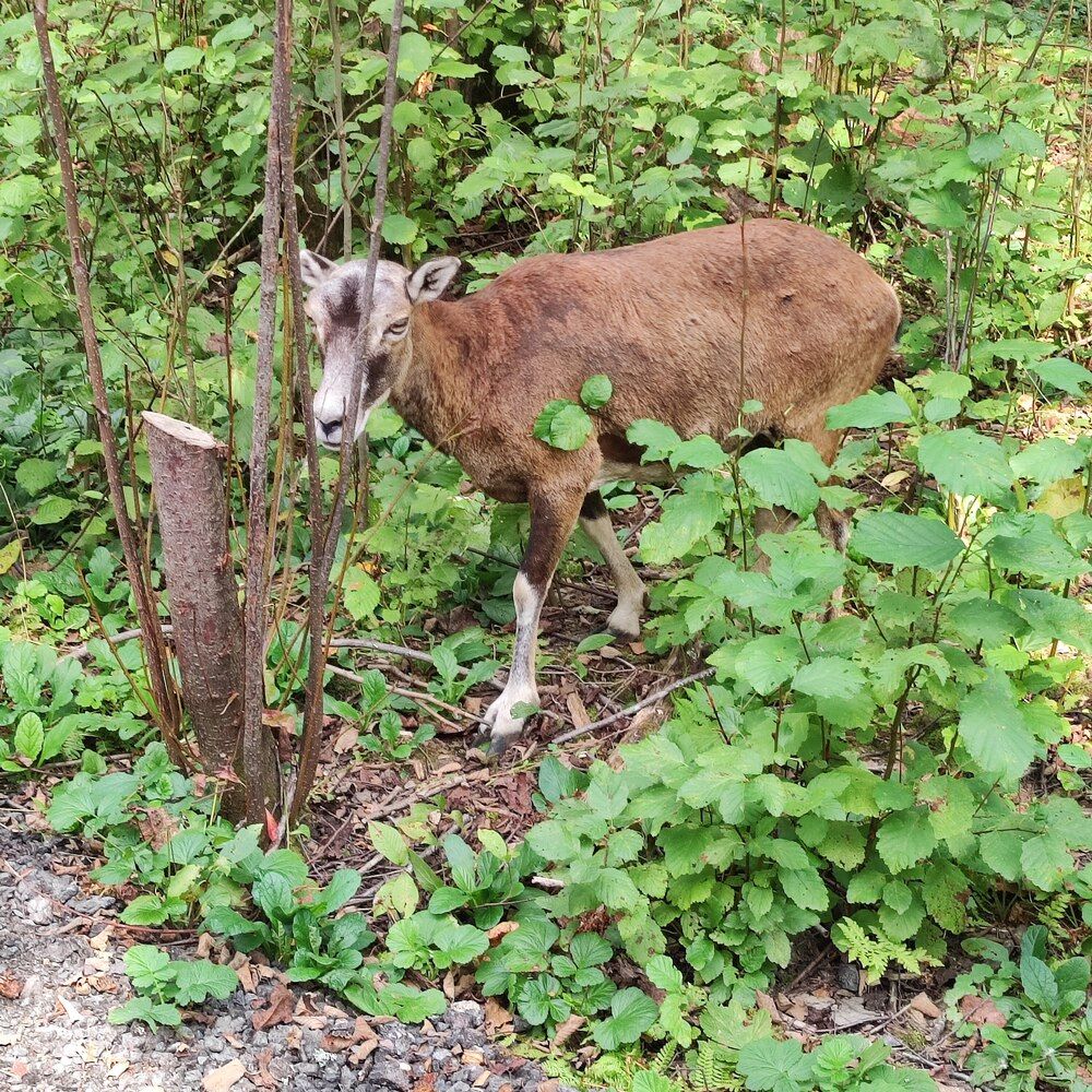 Коза в лесу