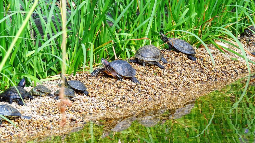 Черепашки у ручья