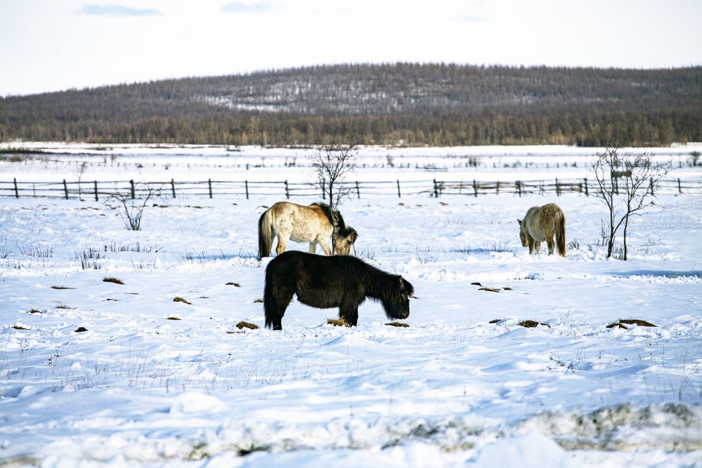 Лошади на поляне.