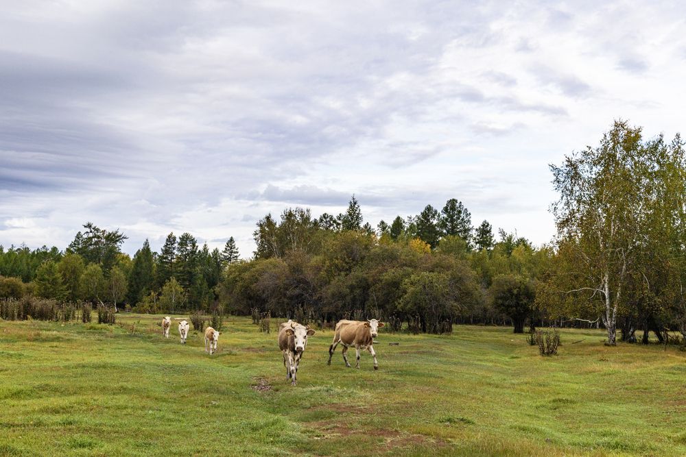 Коровы с теленками .