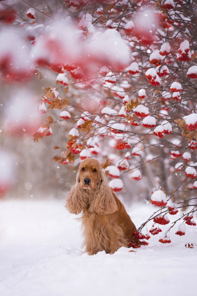 Рябиновая сказка