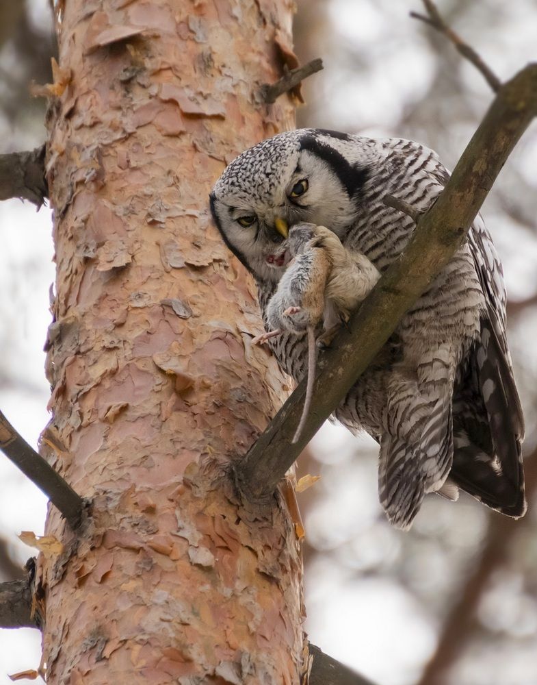Ястребиная сова с добычей