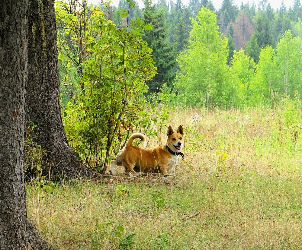 Счастливый Бублик