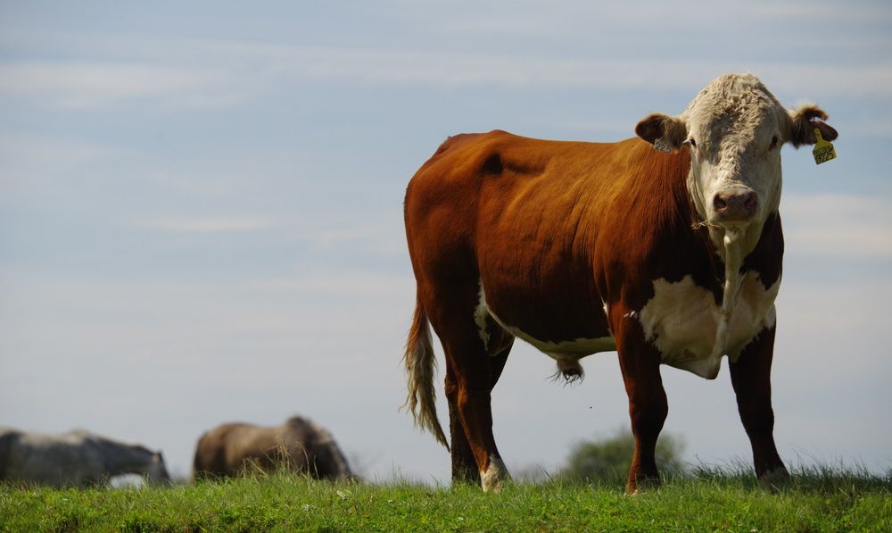 Photograph by Андрей Корытов