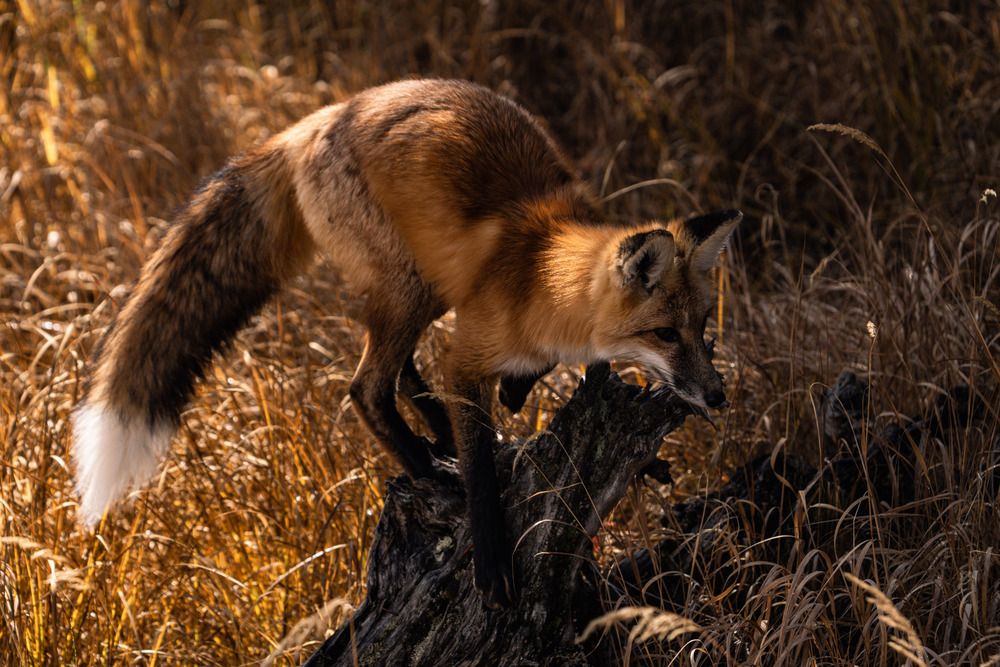 Photograph by Athul Konikkara