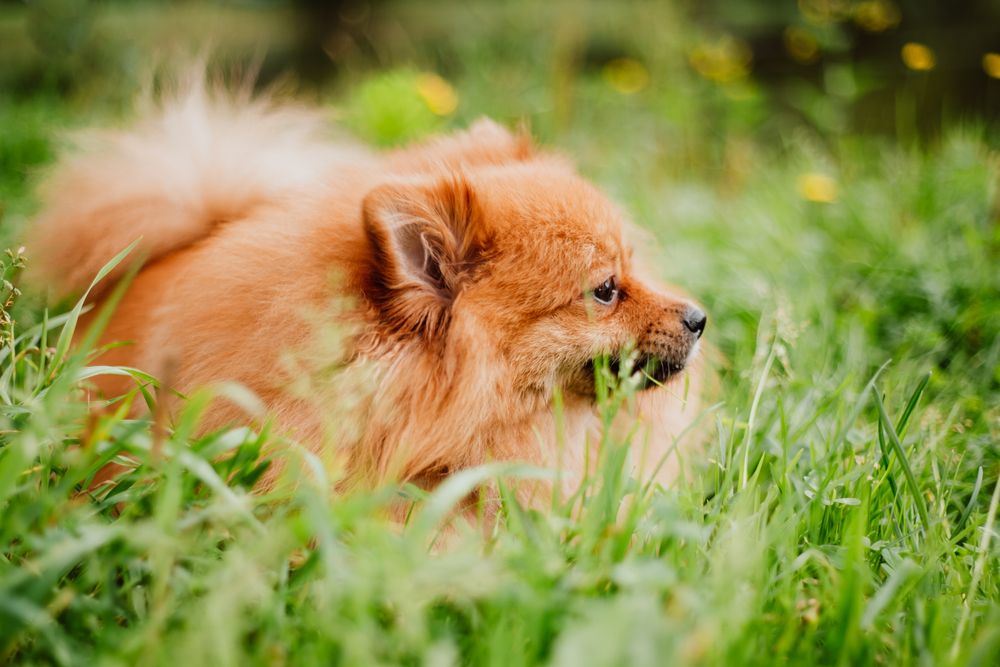 Photograph by Марина Морева