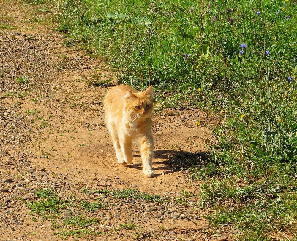 Кошка, которая гуляла сама по себе