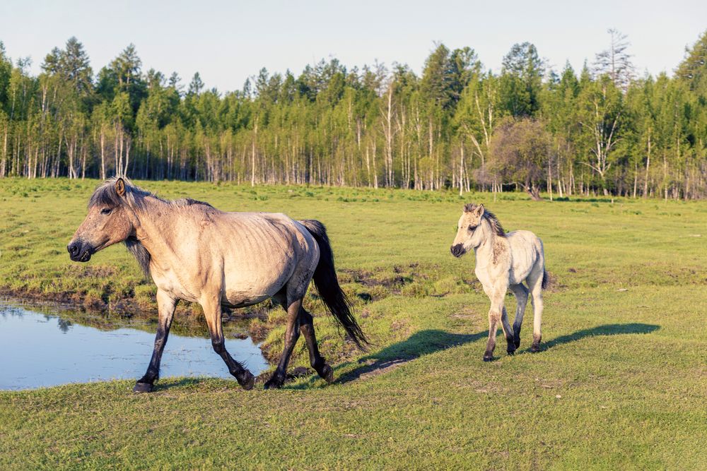 Спешат на водопой.