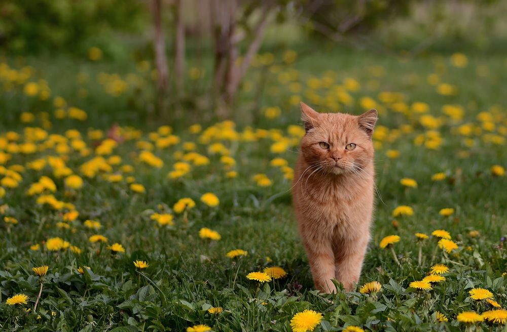 Photograph by Сергей Пидронов