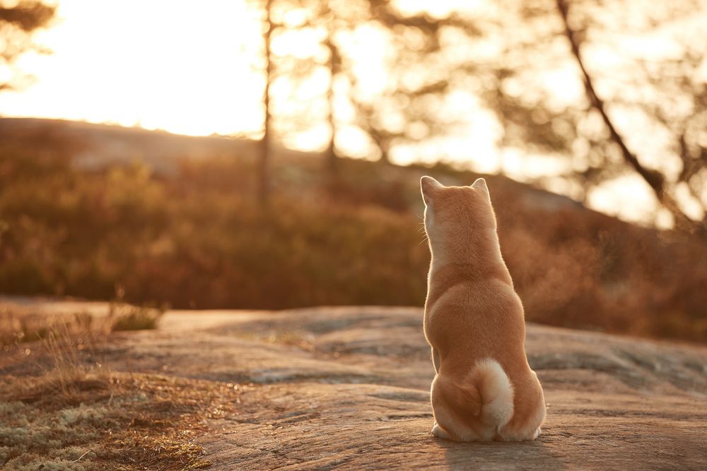 Photograph by Лана Полякова