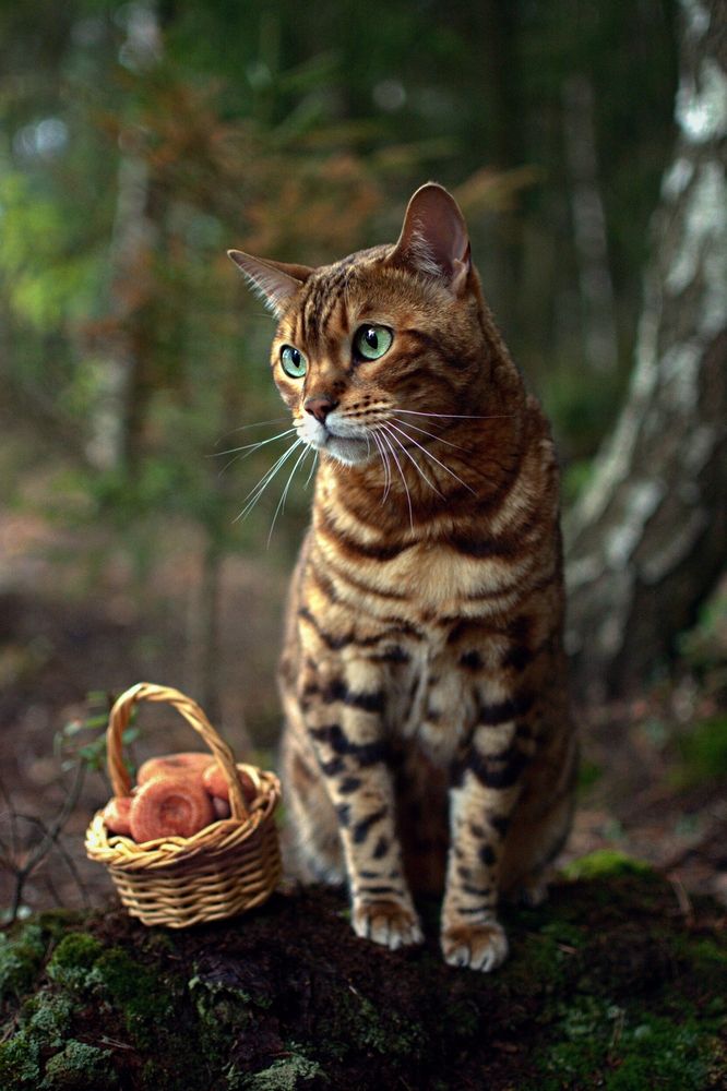 Кот-грибник