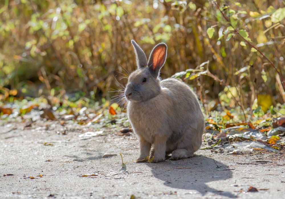 Photograph by Сергей Пидронов