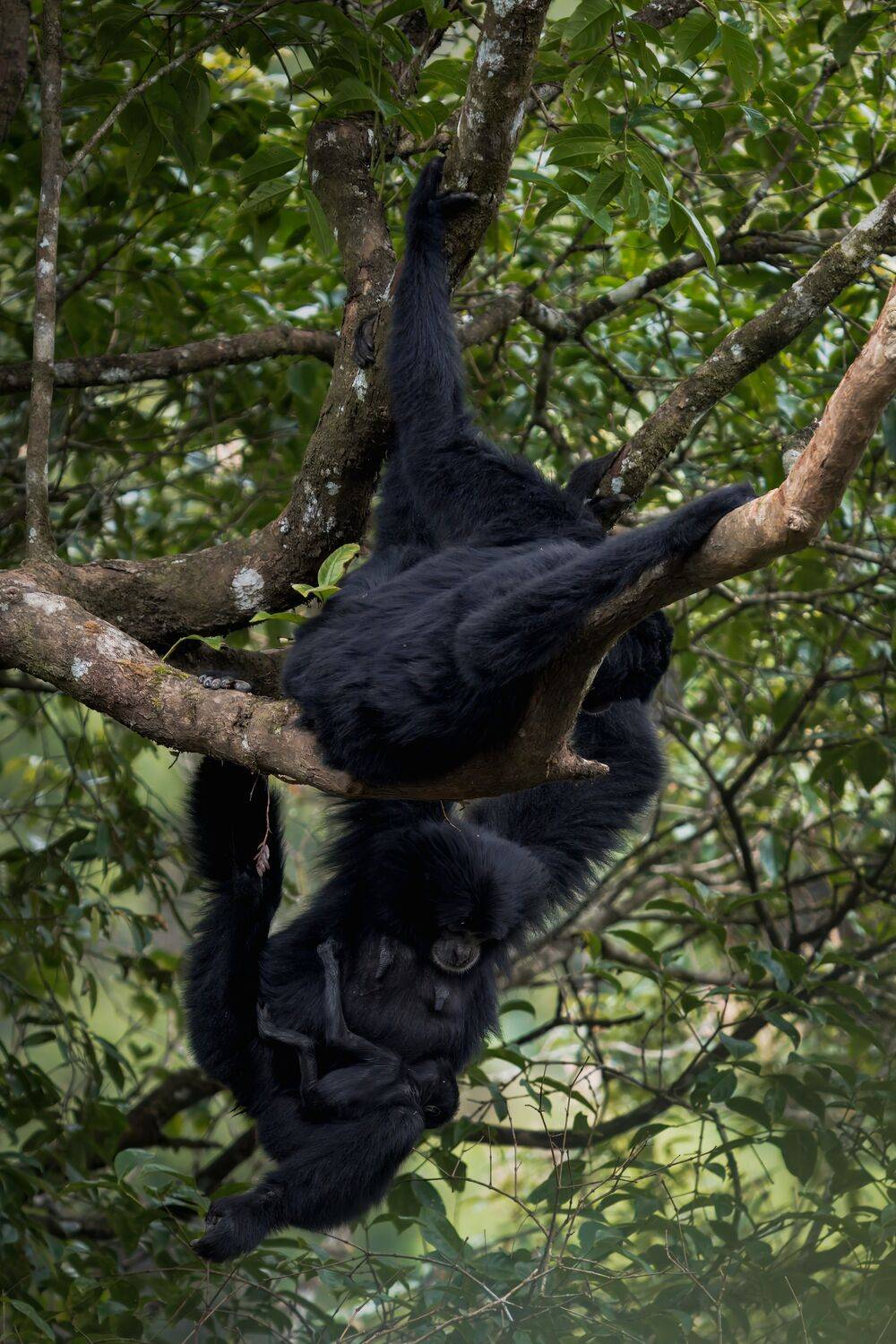 A Moment Among the Branches