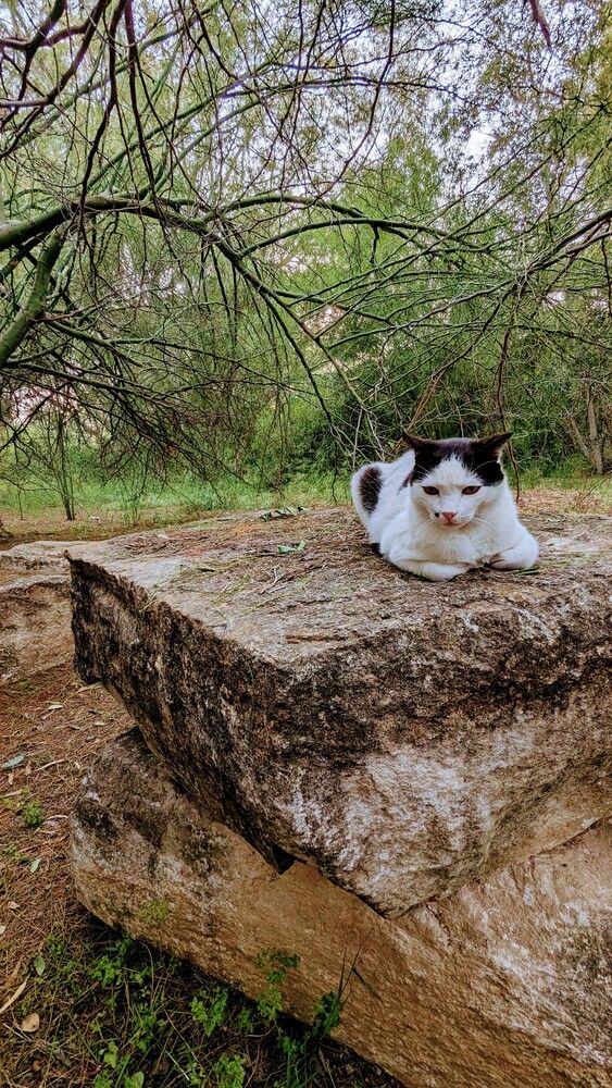 Cat and massive rocks