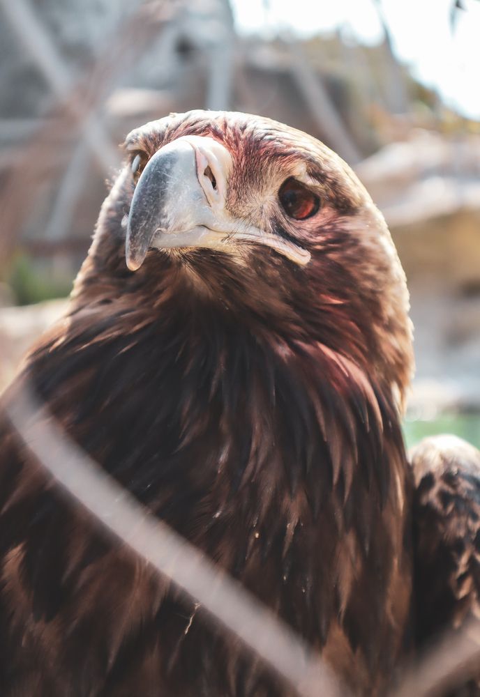 Беркут (золотой орёл)