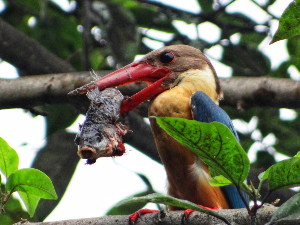 Photograph by SAYAK BHATTACHARJEE