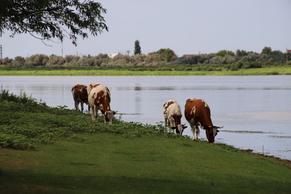 Фотография автора Татьяна Салиева